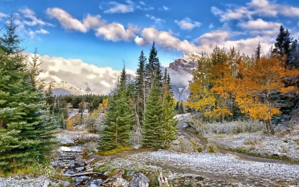 Лиственница Восточной Сибири