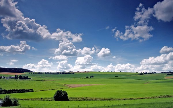 Пастбища Луга поля Англии леса