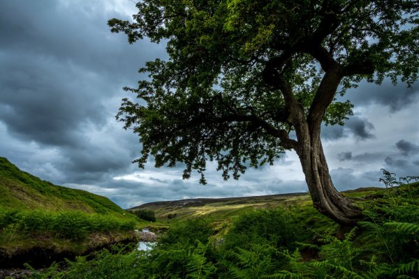 Природа и деревья Англии