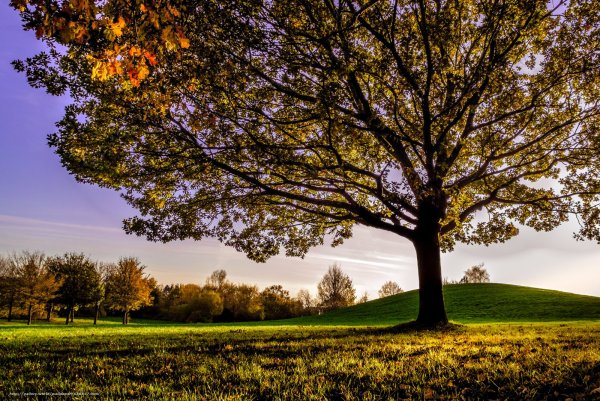 Ветвистое дерево