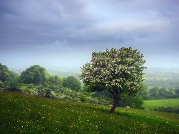 Деревья на пригорке