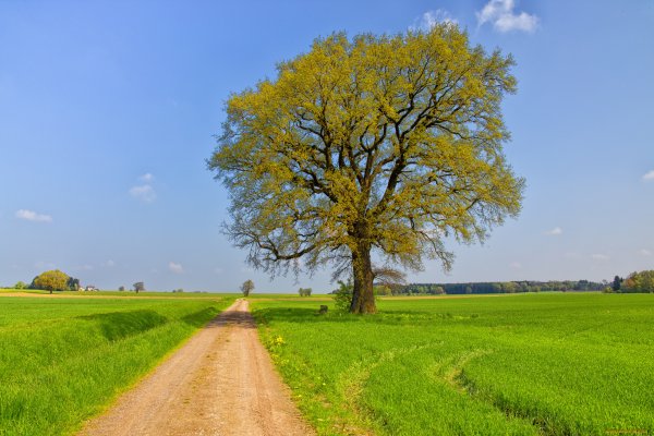 Дерево в поле