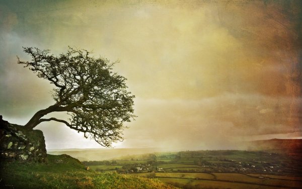 Одинокое старое дерево