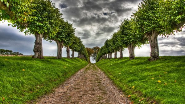 Аллея деревьев