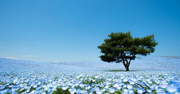 Синяя природа