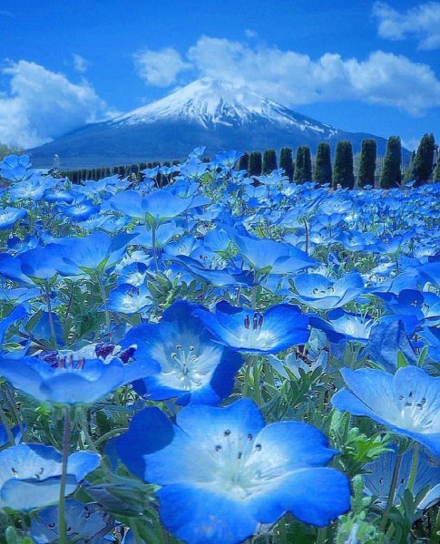 Синяя природа