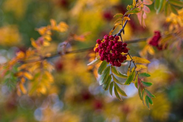 Рябина боке