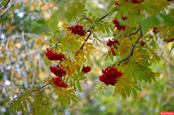 Осенний пейзаж с рябиной