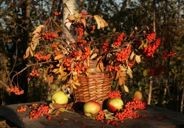 Рябиновая осень