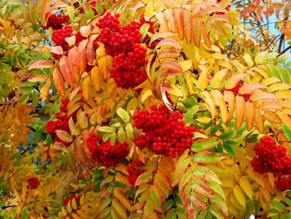 Есенин рябина