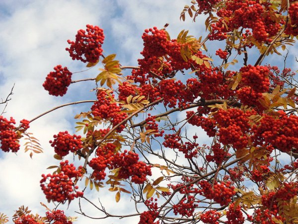 Осенний куст рябины