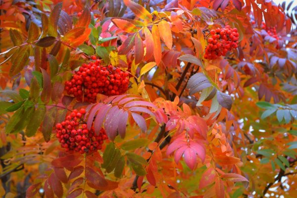 Рябина обыкновенная осень