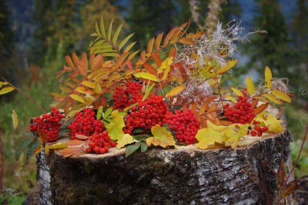 Осенние ягоды в лесу