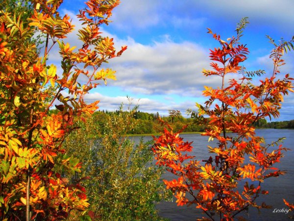 Пейзаж рябина осенью