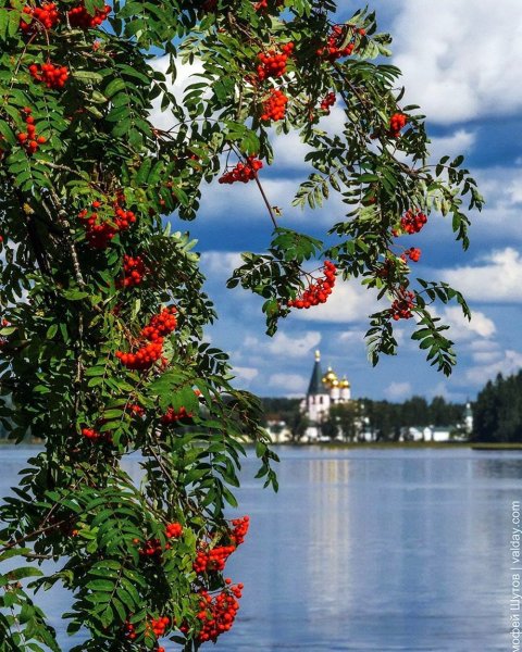 Куст рябины