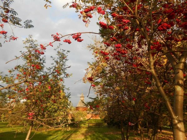 Рябиновая аллея Москва