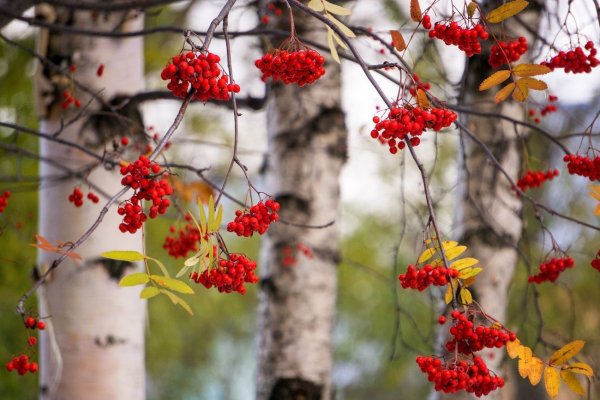 Калина рябина Березовая роща