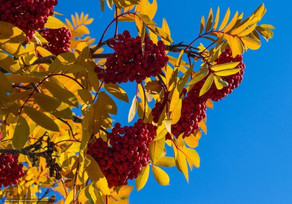 Рябина осенью