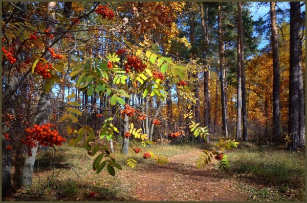 Осень в лесу с рябиной