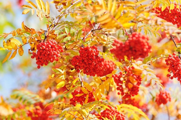 Рябины гроздья Алые