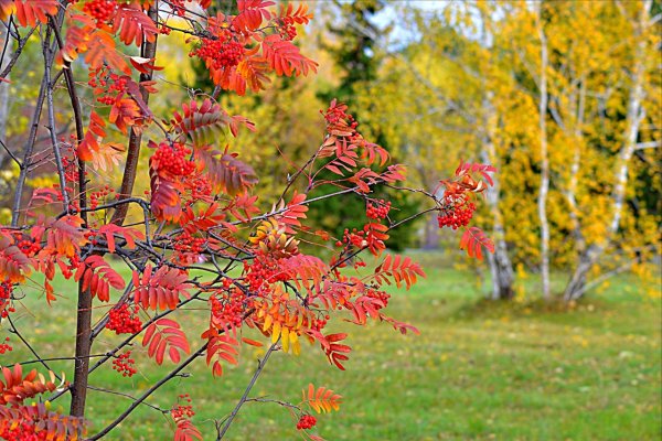Рябина в осеннем лесу