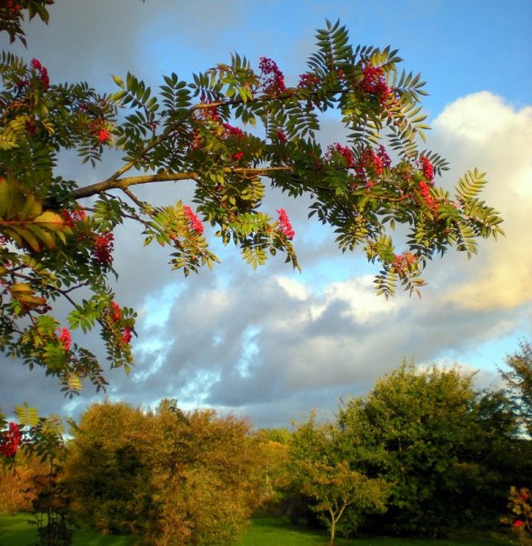 Осенний пейзаж с рябиной