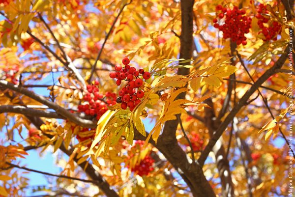 Осенняя природа с рябиной