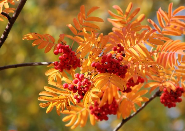 Рябина осенью