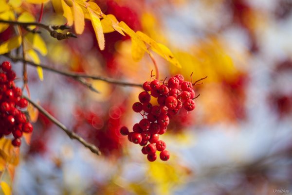 Рябина с желтыми листьями