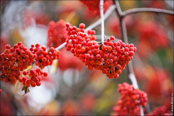 Осень рябина