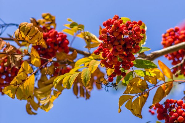 Сентябрь рябинник
