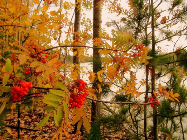 Рябина в осеннем лесу