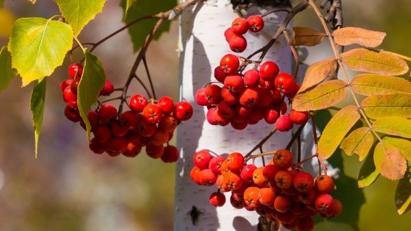 Берёза и Березка рябина и Рябинка