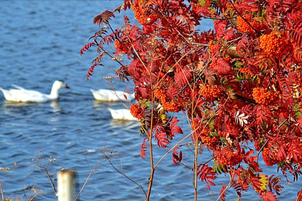 Пейзажи осенние красивые с рябиной
