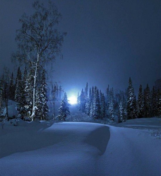 Зимний лес ночью