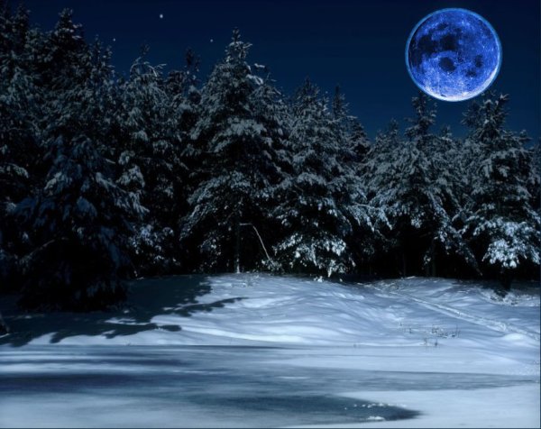 Снежный лес ночью