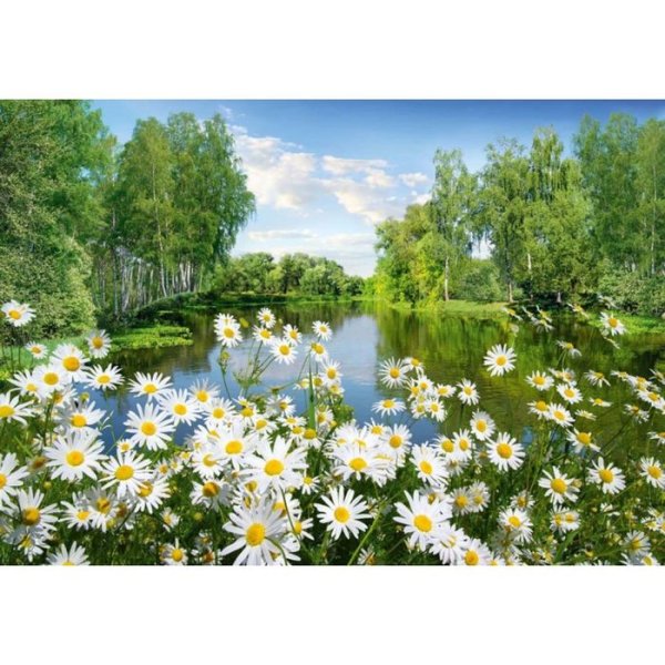 Ромашковое поле березы