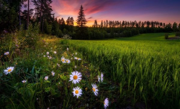 Пейзаж с ромашками
