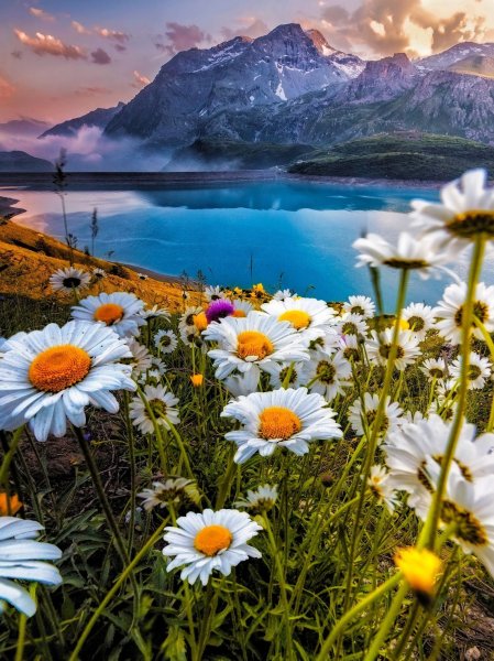 Ромашковое поле Каменск Уральский