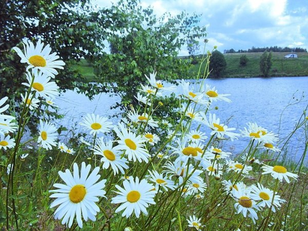 Красивые пейзажи с ромашками