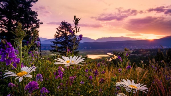Красивые летние пейзажи природы