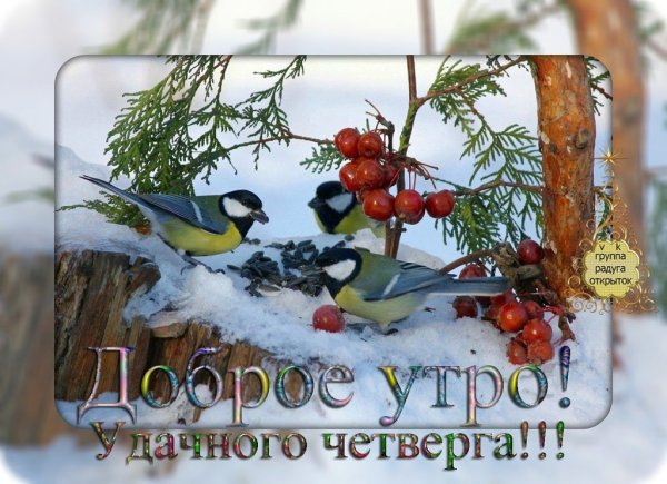 Зимующие птицы