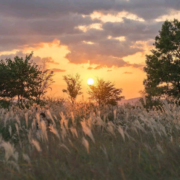 Горы лес серый