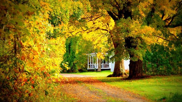 Ранняя осень в саду