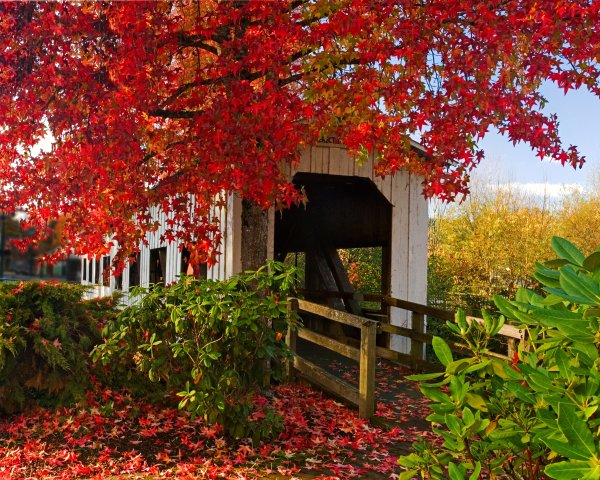 Осенний сад