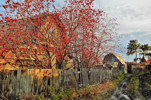 Рябина в осеннем саду