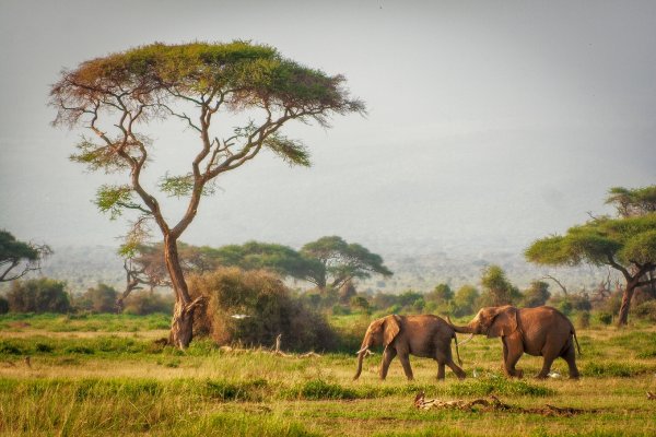 Национальный парк Амбосели слоны