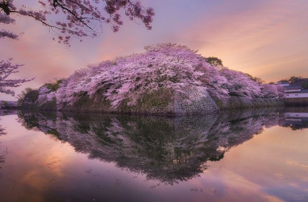 Сакура пейзаж