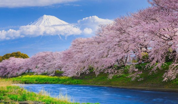Цветущая Сакура и Фудзияма
