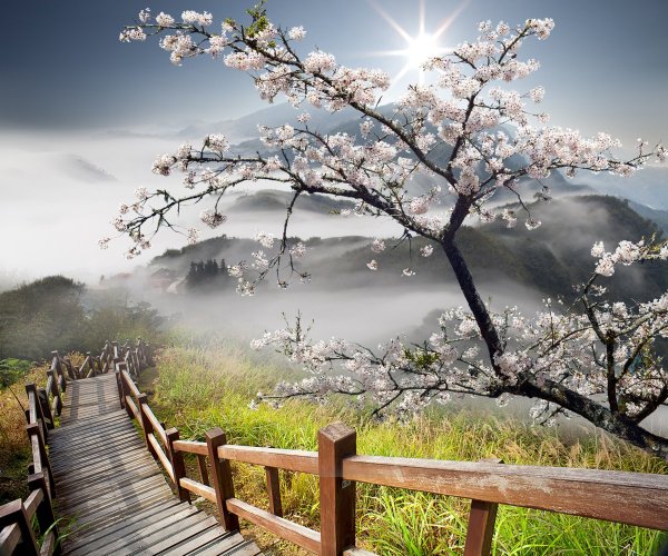 Китай горы Сакура